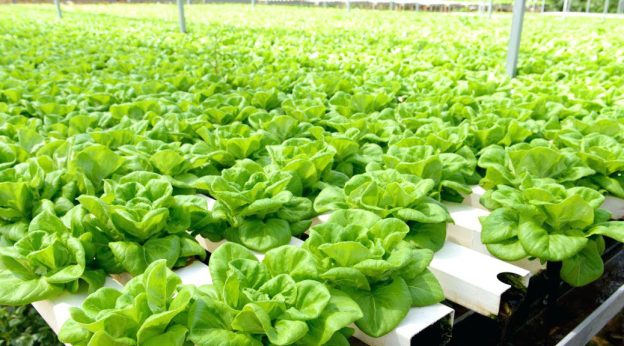 Seed Germination in Hydroponics: A Step-by-Step Guide to Healthy Starts