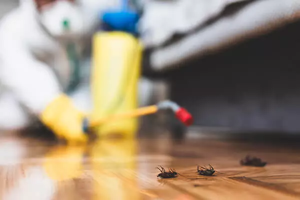 Essential Pest Control Tips: Your Complete Guide