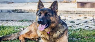 German Shepherd Dog Breeders: Complete Guide